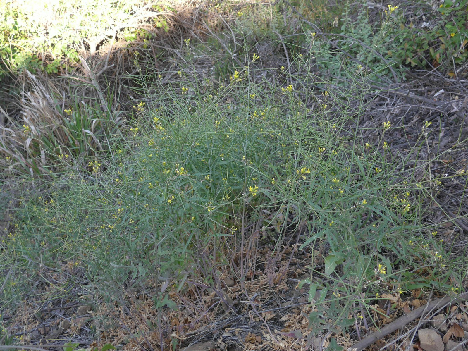 High Resolution Brassicaceae(Fa) sp100 Plant